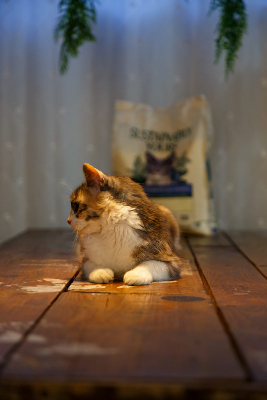 Cat resting with Sustainably Yours eco-friendly cat litter — environmental impact