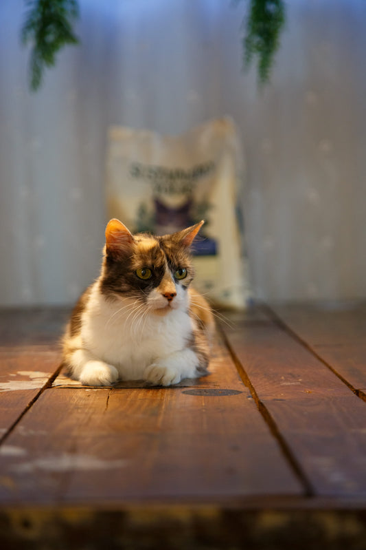 Fluffy cat with Sustainably Yours litter bag — how to switch cat litter