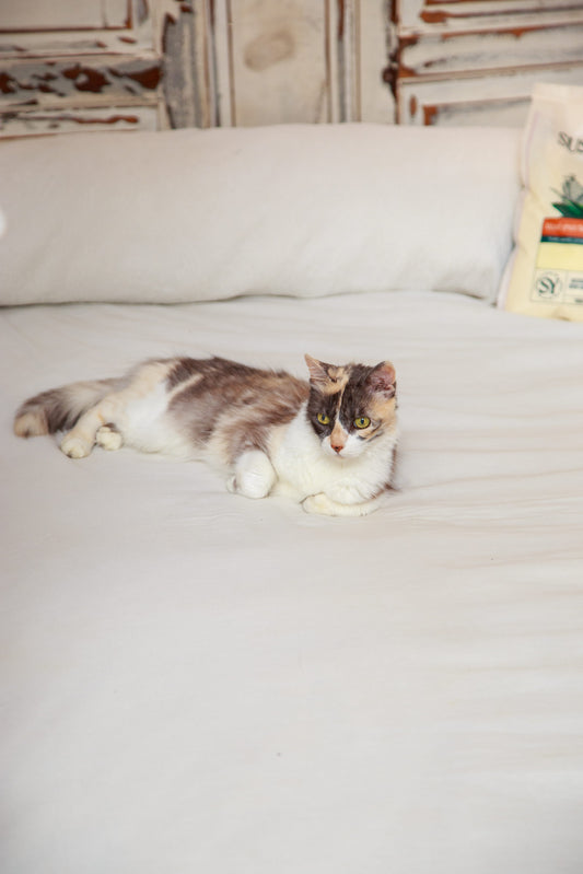 Cat relaxing on bed with Sustainably Yours litter - best cat litter for kittens Australia