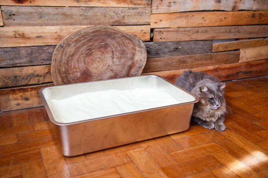 Cat next to litter tray with corn cat litter - corn vs clay litter comparison Australia