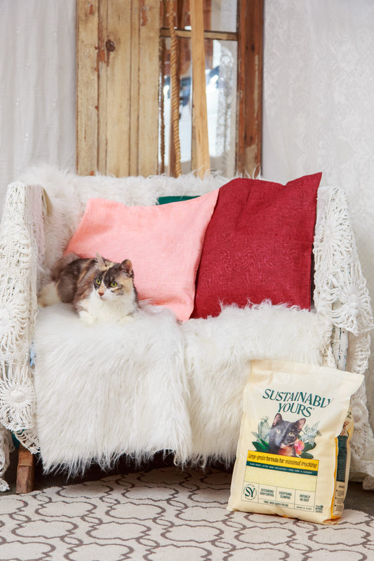 Cat resting on a couch next to a bag of Sustainably Yours natural corn cat litter